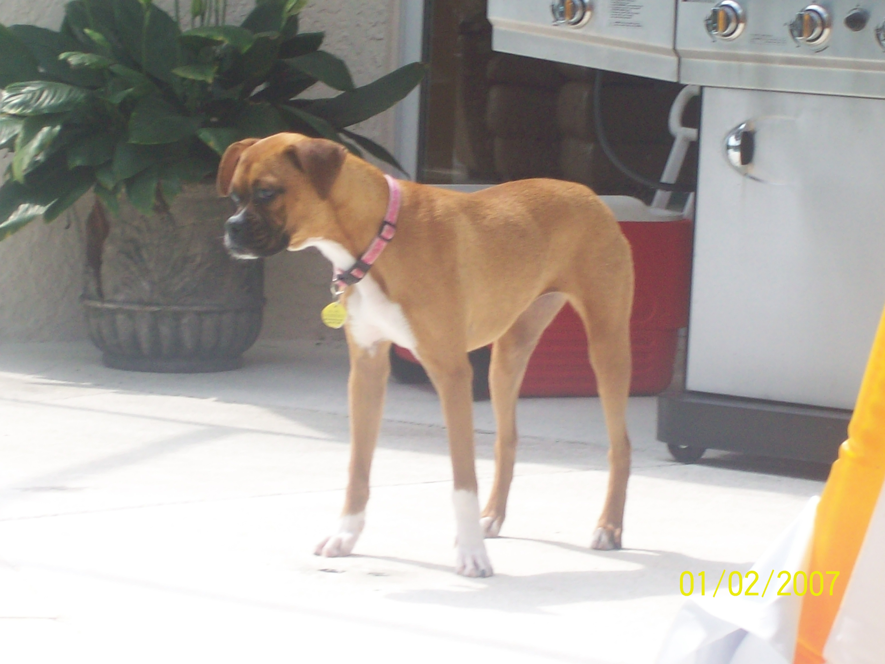bella.jpg