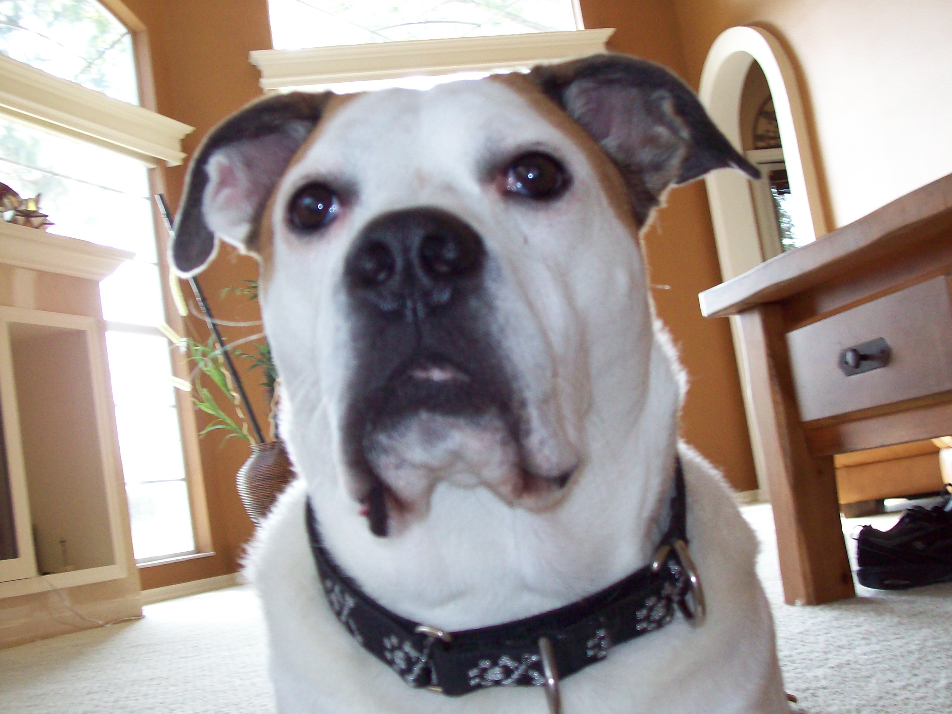 ollie.jpg